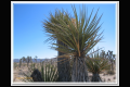Impressionen 7 Joshua Tree (8).jpg